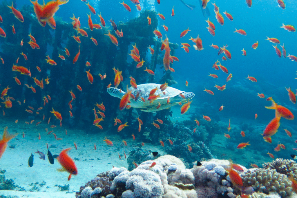  Hurghada : 5 jours entre mer, désert et spiritualité