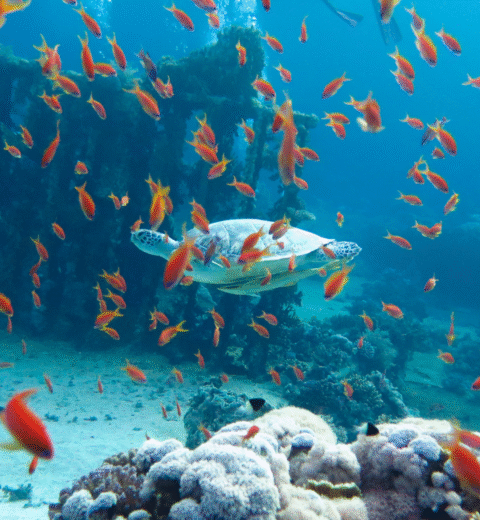 Villa avec piscine privée Sabina El Gouna